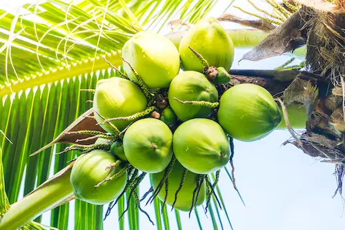 noix de coco sur cocotier